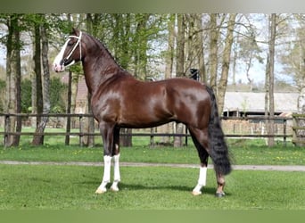 KWPN, Wallach, 4 Jahre, 162 cm, Dunkelfuchs