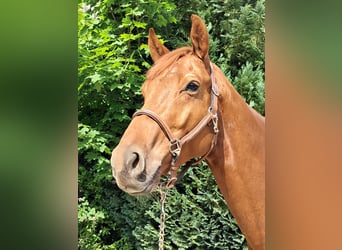 KWPN, Wallach, 4 Jahre, 162 cm, Fuchs