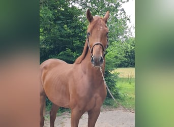 KWPN, Wallach, 4 Jahre, 162 cm, Fuchs