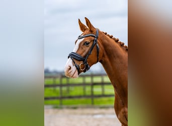 KWPN, Wallach, 4 Jahre, 162 cm, Rotbrauner