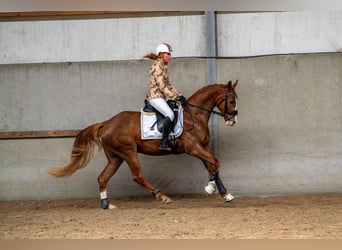 KWPN, Wallach, 4 Jahre, 162 cm, Rotbrauner