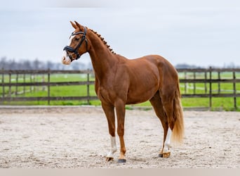 KWPN, Wallach, 4 Jahre, 162 cm, Rotbrauner