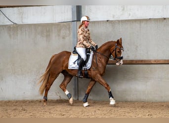 KWPN, Wallach, 4 Jahre, 162 cm, Rotbrauner