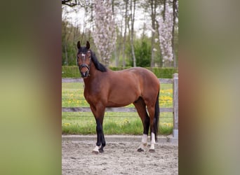 KWPN, Wallach, 4 Jahre, 163 cm, Brauner