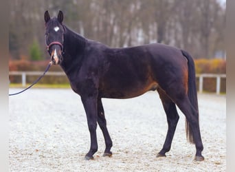 KWPN, Wallach, 4 Jahre, 163 cm, Dunkelbrauner