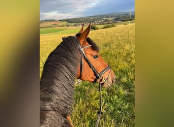 KWPN, Wallach, 4 Jahre, 164 cm, Brauner