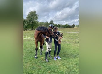 KWPN, Wallach, 4 Jahre, 164 cm, Brauner