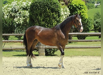 KWPN, Wallach, 4 Jahre, 164 cm, Brauner