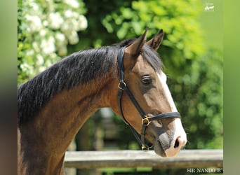 KWPN, Wallach, 4 Jahre, 164 cm, Brauner