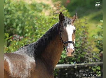 KWPN, Wallach, 4 Jahre, 164 cm, Brauner
