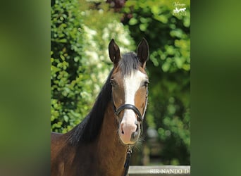 KWPN, Wallach, 4 Jahre, 164 cm, Brauner