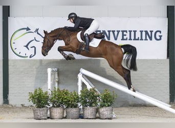 KWPN, Wallach, 4 Jahre, 164 cm, Brauner