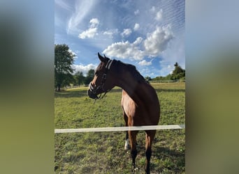 KWPN, Wallach, 4 Jahre, 164 cm, Brauner