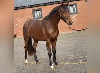 KWPN, Wallach, 4 Jahre, 164 cm, Brauner