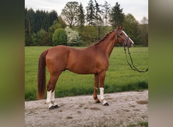 KWPN, Wallach, 4 Jahre, 164 cm, Fuchs