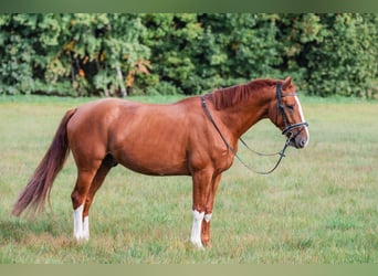 KWPN, Wallach, 4 Jahre, 164 cm, Fuchs