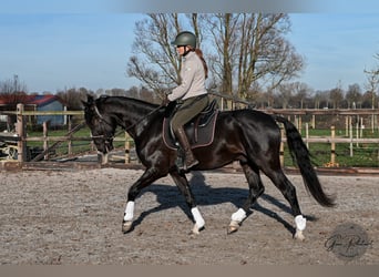 KWPN Mix, Wallach, 4 Jahre, 164 cm, Rappe