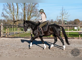 KWPN Mix, Wallach, 4 Jahre, 164 cm, Rappe