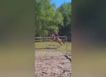 KWPN, Wallach, 4 Jahre, 164 cm, Rotbrauner
