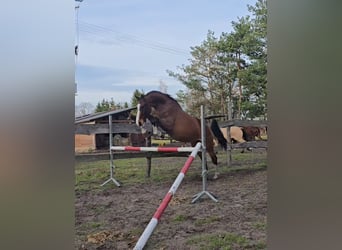 KWPN, Wallach, 4 Jahre, 164 cm, Rotbrauner