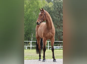 KWPN, Wallach, 4 Jahre, 164 cm, Rotbrauner