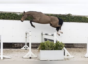 KWPN, Wallach, 4 Jahre, 165 cm, Brauner
