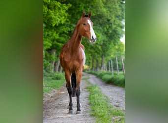 KWPN, Wallach, 4 Jahre, 165 cm, Brauner