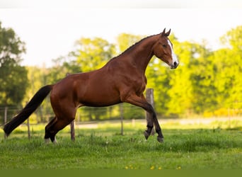 KWPN, Wallach, 4 Jahre, 165 cm, Brauner
