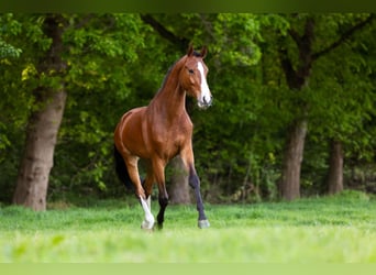 KWPN, Wallach, 4 Jahre, 165 cm, Brauner