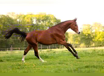 KWPN, Wallach, 4 Jahre, 165 cm, Brauner