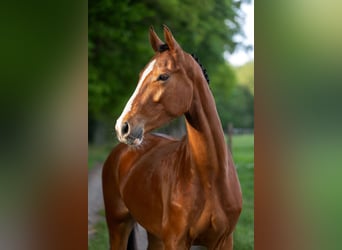 KWPN, Wallach, 4 Jahre, 165 cm, Brauner