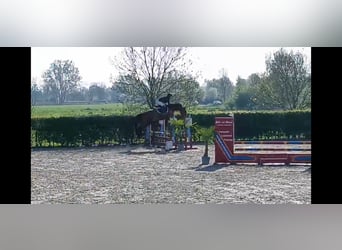 KWPN, Wallach, 4 Jahre, 165 cm, Brauner