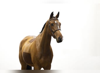 KWPN, Wallach, 4 Jahre, 165 cm, Brauner