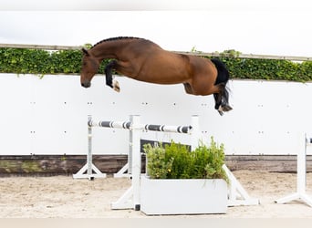 KWPN, Wallach, 4 Jahre, 165 cm, Brauner