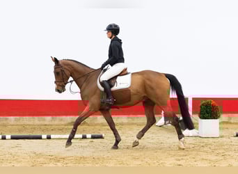 KWPN, Wallach, 4 Jahre, 165 cm, Brauner