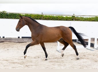 KWPN, Wallach, 4 Jahre, 165 cm, Brauner