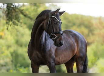 KWPN, Wallach, 4 Jahre, 165 cm, Dunkelbrauner