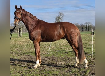 KWPN, Wallach, 4 Jahre, 165 cm, Dunkelfuchs