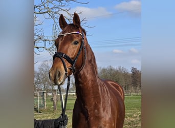 KWPN, Wallach, 4 Jahre, 165 cm, Dunkelfuchs