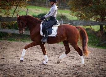 KWPN, Wallach, 4 Jahre, 165 cm, Dunkelfuchs