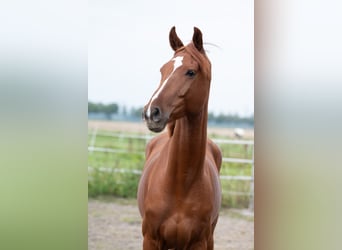 KWPN, Wallach, 4 Jahre, 165 cm, Fuchs