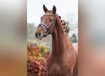 KWPN, Wallach, 4 Jahre, 165 cm, Fuchs