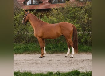 KWPN, Wallach, 4 Jahre, 165 cm, Fuchs