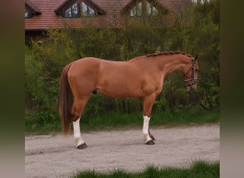 KWPN, Wallach, 4 Jahre, 165 cm, Fuchs