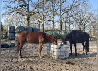 KWPN, Wallach, 4 Jahre, 165 cm, Fuchs