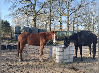 KWPN, Wallach, 4 Jahre, 165 cm, Fuchs