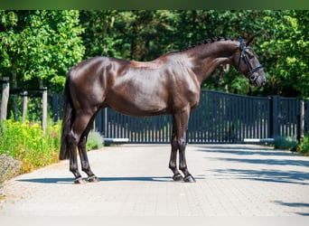 KWPN, Wallach, 4 Jahre, 165 cm, Rappe