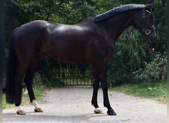 KWPN, Wallach, 4 Jahre, 165 cm, Rappe