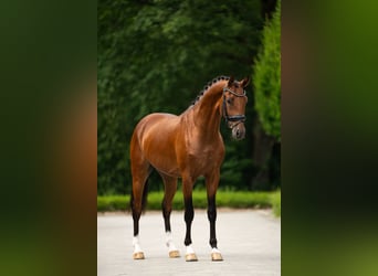 KWPN, Wallach, 4 Jahre, 165 cm, Rotbrauner