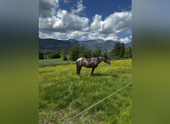 KWPN, Wallach, 4 Jahre, 165 cm